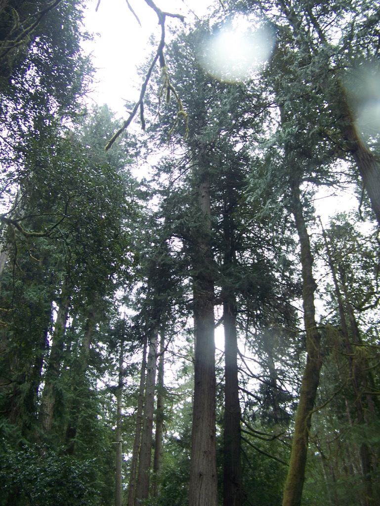Mature Port Orford cedar (Chamaecyparis lawsoniana) growing in Siskiyou National Forest, Oregon
